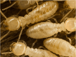 Termites