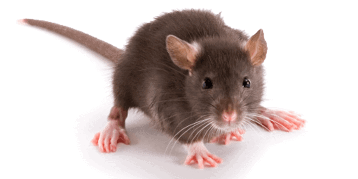 rodent