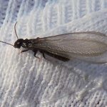 termite or ant