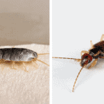 earwigs vs silverfish