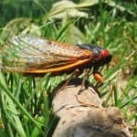 what are cicadas