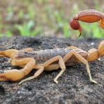 scorpions in home