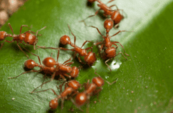 fire ants