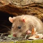 rat