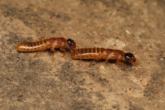 two termites