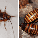german cockroach and brown banded cockroach