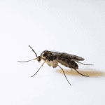 a gnat