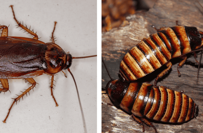 german cockroach and brown banded cockroach