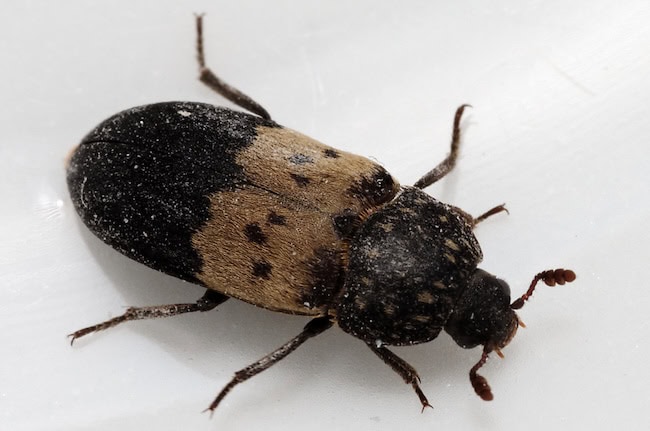 a larder beetle