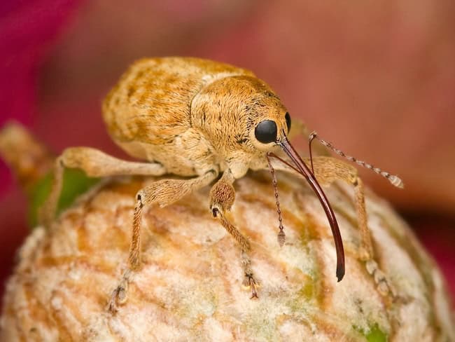 a weevil