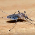 a mosquito