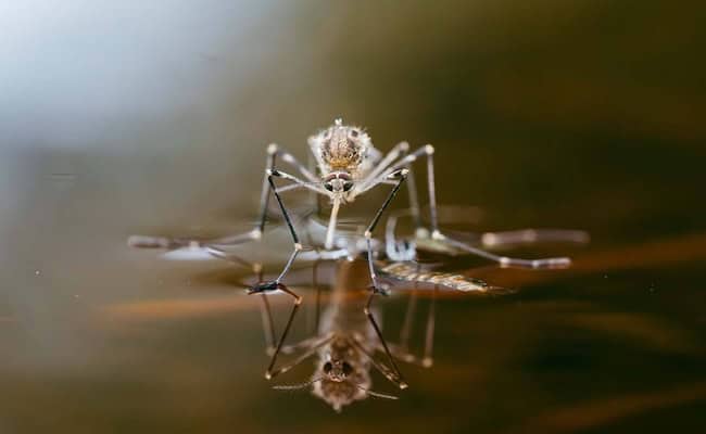 mosquito in standing water