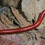 millipede