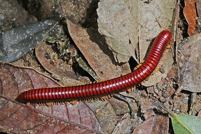 millipede