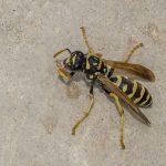 paper wasp