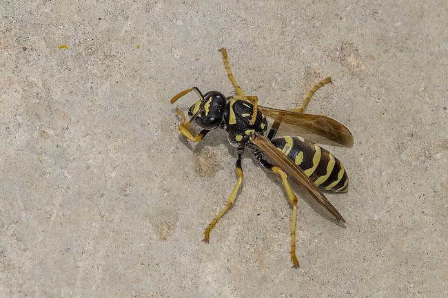 paper wasp