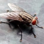 housefly