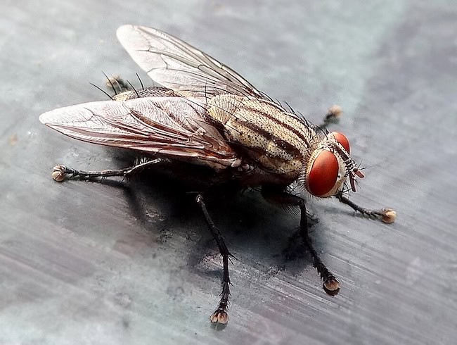 housefly