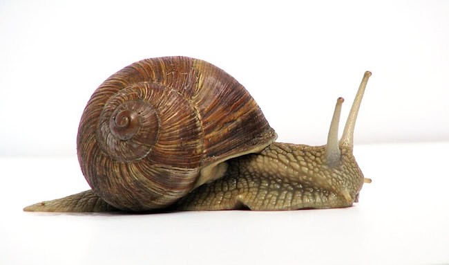 a snail