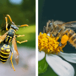 yellowjacket vs bee