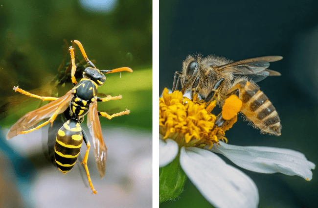 yellowjacket vs bee