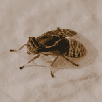 horsefly