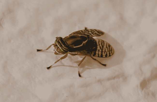 horsefly