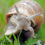 a snail