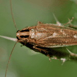 a german cockroach