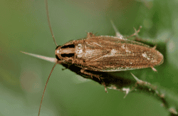 a german cockroach