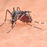 mosquito what to know and prevention