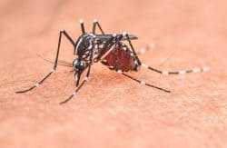 mosquito what to know and prevention