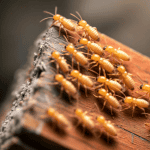 termite colony