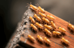 termite colony