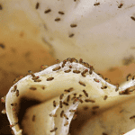 fruit flies