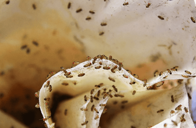 fruit flies
