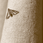 a clothes moth