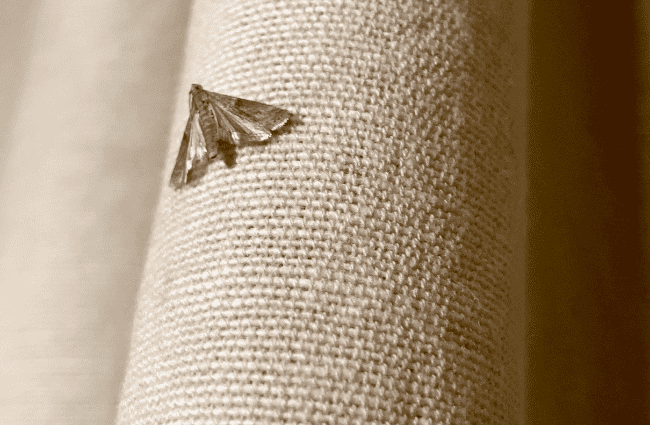 a clothes moth