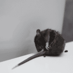 a mouse and mouse poop