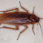 a german cockroach