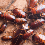 baby cockroaches