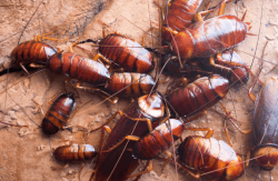 baby cockroaches