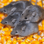 baby mice