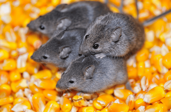 baby mice