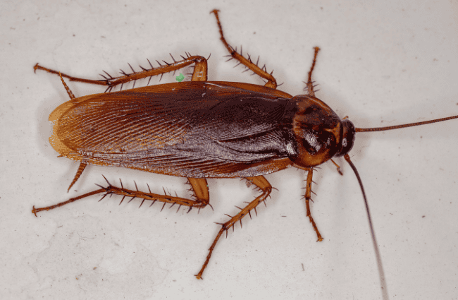 a german cockroach