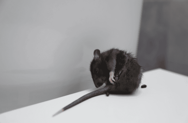 a mouse and mouse poop
