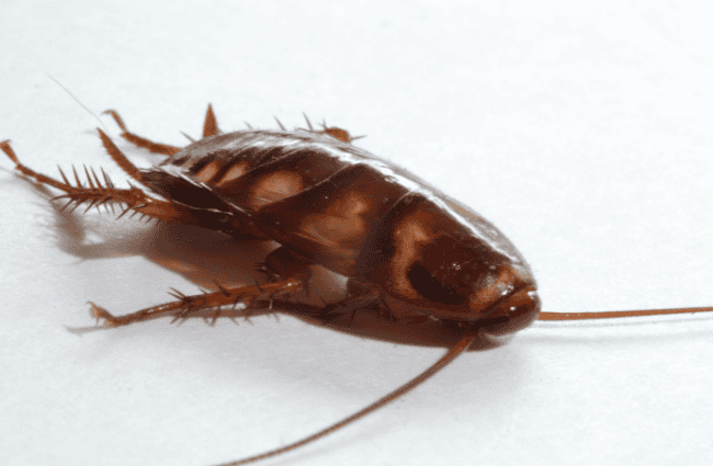 a palmetto bug