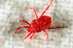 a spider mite