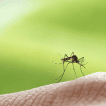 a mosquito