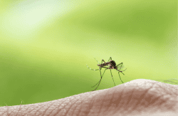 a mosquito